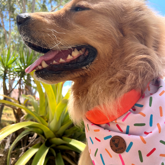 Bandana aniversário