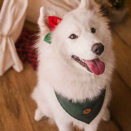 Laço Presente de Natal